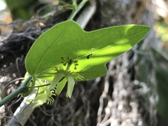 Passiflora suberosa