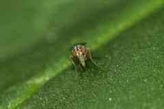 Drosophilidae