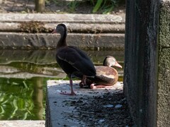Dendrocygna autumnalis