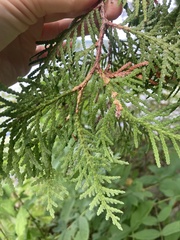 Thuja