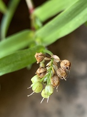 Murdannia nudiflora