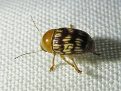 Cryptocephalus fulguratus