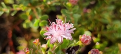 Diastella divaricata divaricata