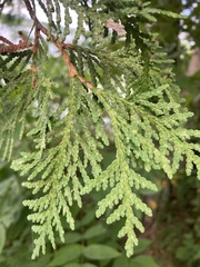 Thuja