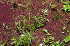 Sagittaria trifolia