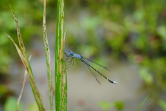 Lestes praemorsus decipiens