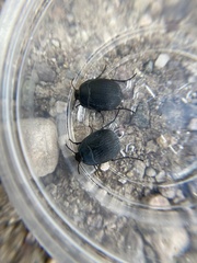 Eusattus reticulatus