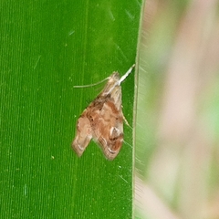 Glaphyriinae