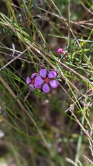 Euryomyrtus ramosissima