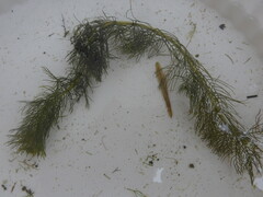 Myriophyllum sibiricum