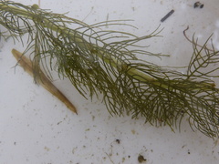 Myriophyllum sibiricum