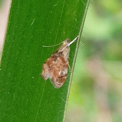 Glaphyriinae