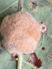 Druon quercusflocci
