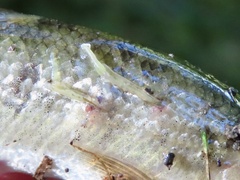 Lernaeidae