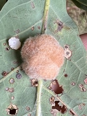 Druon quercusflocci