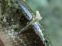 Lernaeidae
