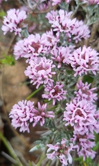 Amphithalea ericifolia