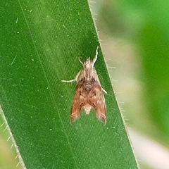 Glaphyriinae