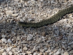 Lampropeltis holbrooki