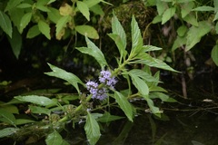Mentha arvensis