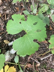 Sanguinaria canadensis