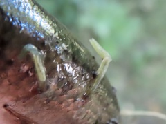 Lernaeidae