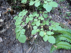 Corylus cornuta