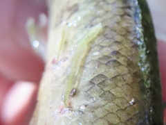 Lernaeidae