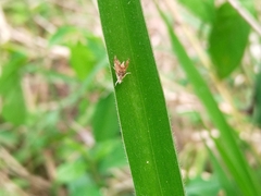 Glaphyriinae