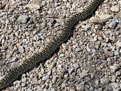 Lampropeltis holbrooki