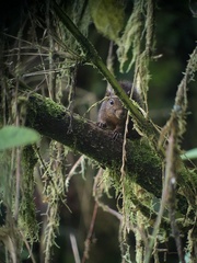 Microsciurus