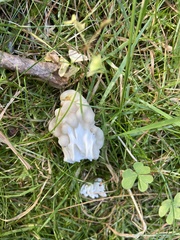 Helvella crispa