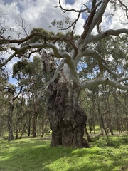Eucalyptus camaldulensis