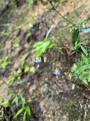 Campanula divaricata