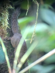 Microsciurus