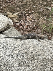 Sceloporus orcutti