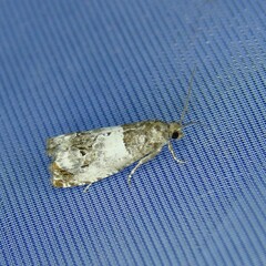 Notocelia rosaecolana