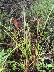 Carex retrorsa