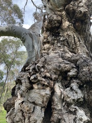 Eucalyptus camaldulensis