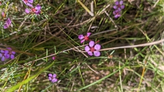 Euryomyrtus ramosissima