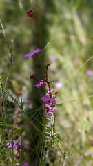 Euryomyrtus ramosissima