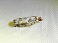 Epinotia