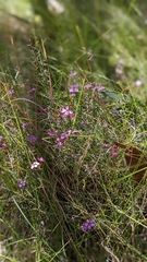 Euryomyrtus ramosissima