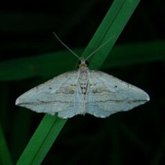 Orthonama vittata