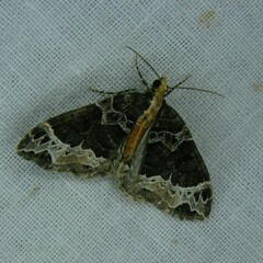 Ecliptopera capitata