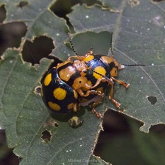 Platyphora mirabilis