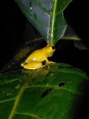 Dendropsophus minutus