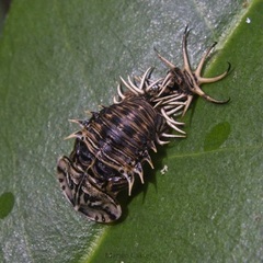 Physonota