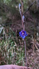 Thelymitra peniculata
