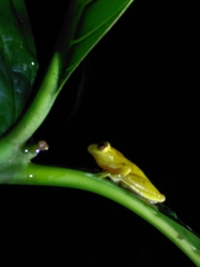 Dendropsophus minutus